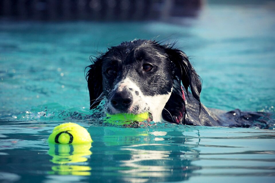 Wet dog summer fun