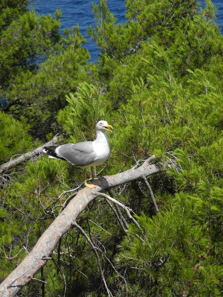 Animal bird maritime nature