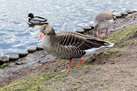 Bird animal world animal