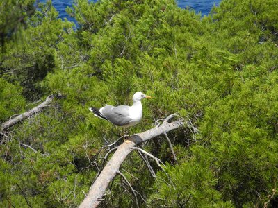 Animal bird maritime nature photo