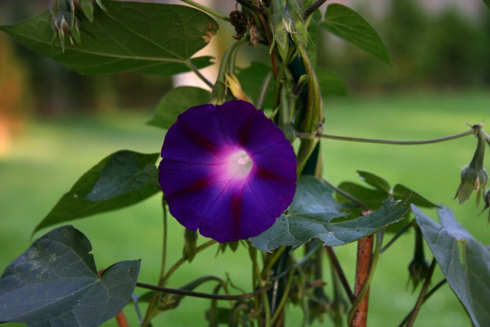 Winds bloom plant