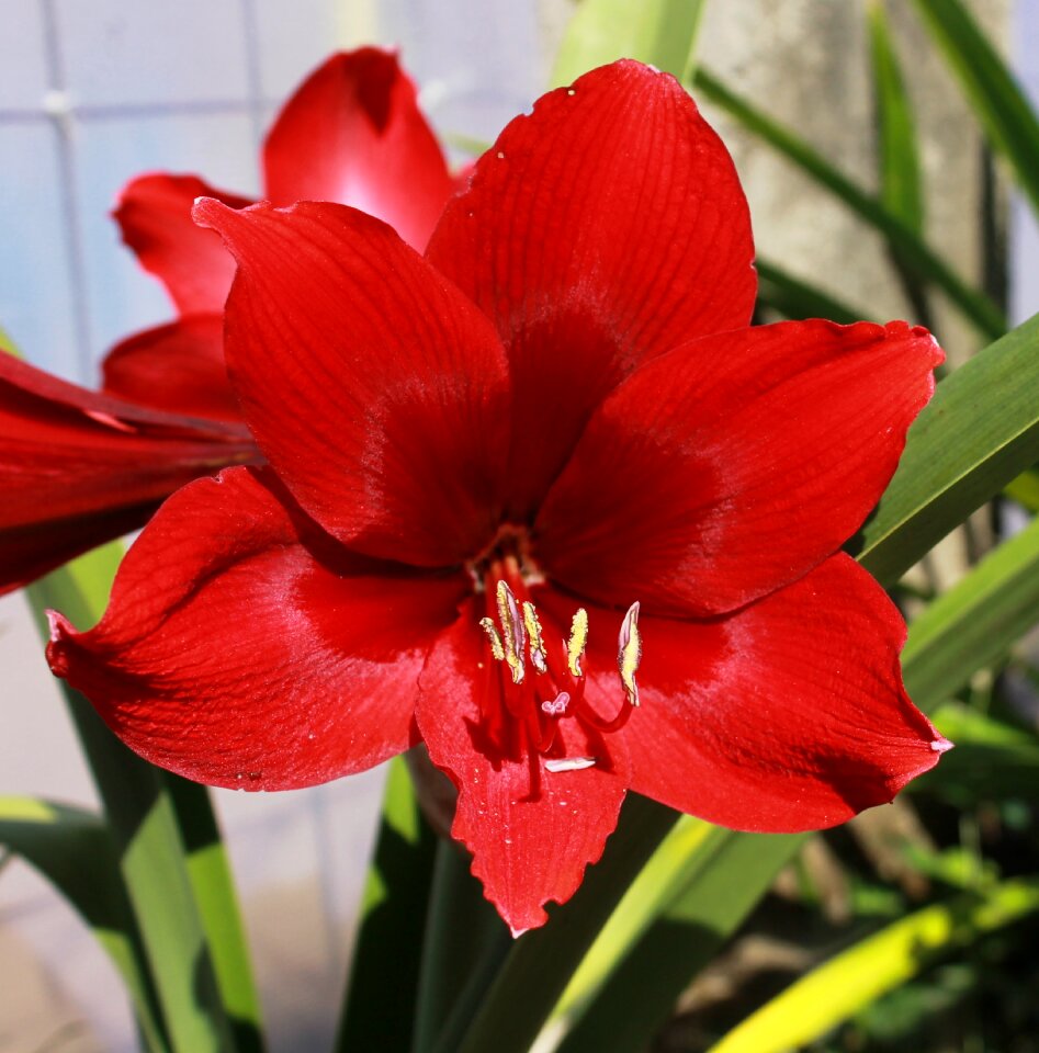 Flower bloom colorful