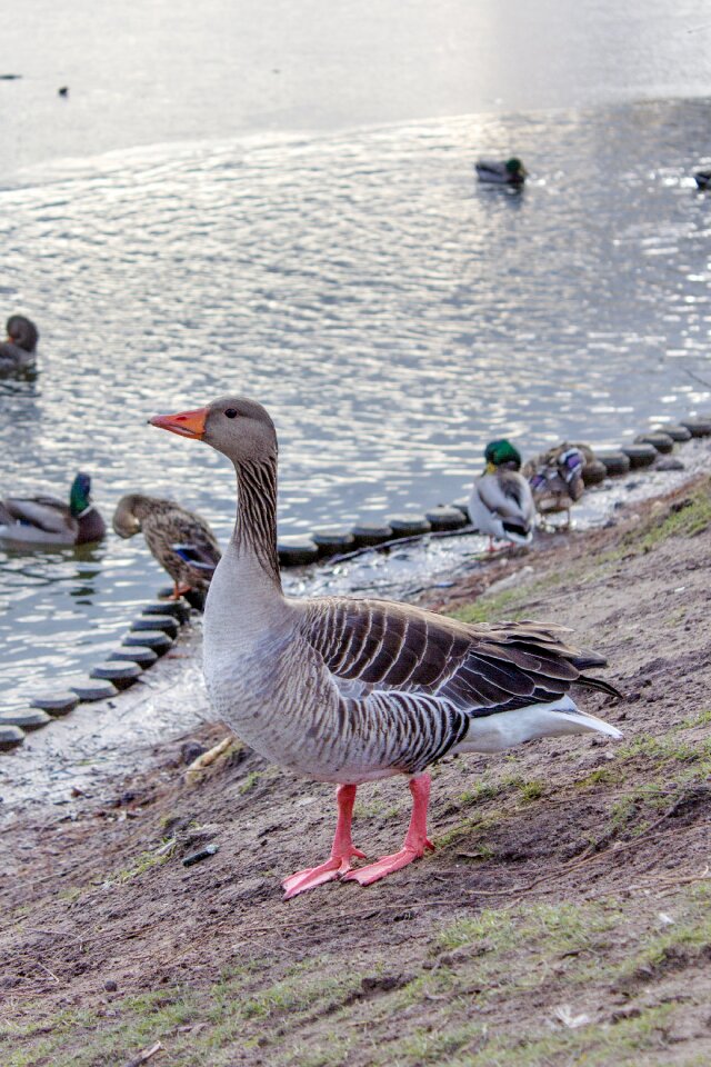 Nature bird waters
