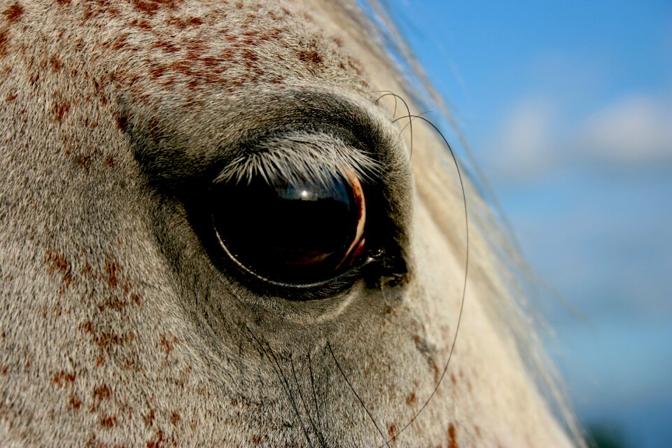 Horse eye eyelashes close up