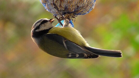 Songbird nature animal