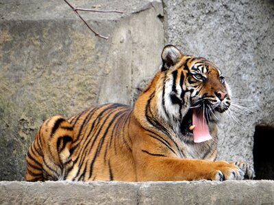 Tiger wild cats majesty
