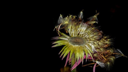 Bright disjunct flora