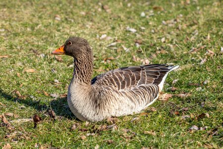 Bird animal world animal