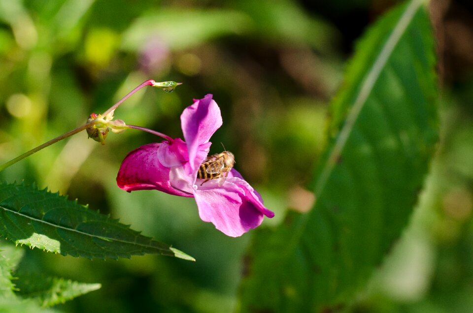 Nature autumn bee