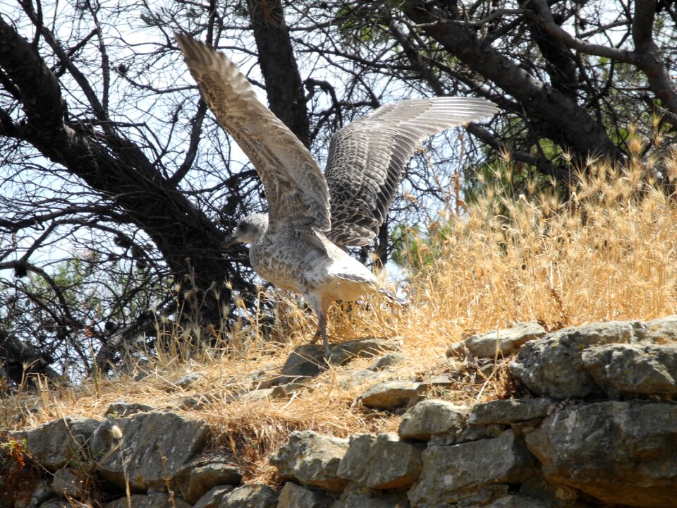 Young animal bird maritime