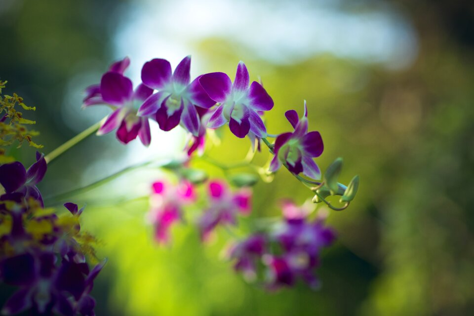 Green nature flower garden
