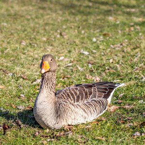 Duck feather poultry photo