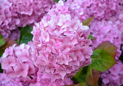 Brittany plant garden