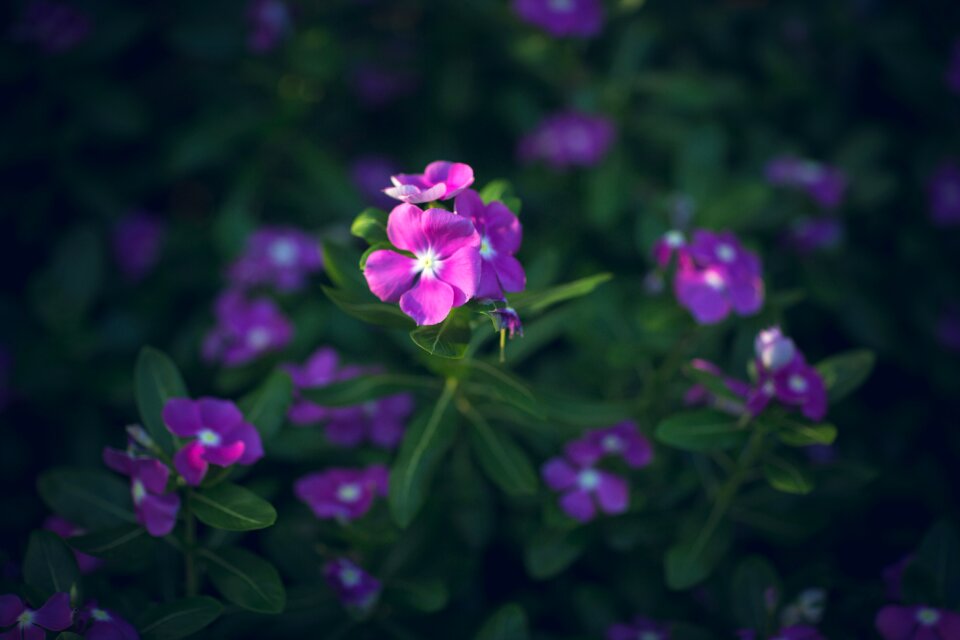Nature flower garden natural