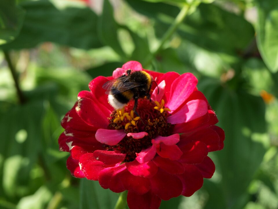 Bumble-bee flowers flower