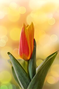 Flower plant tulip photo