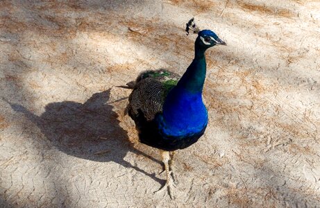 Animals pen peacock