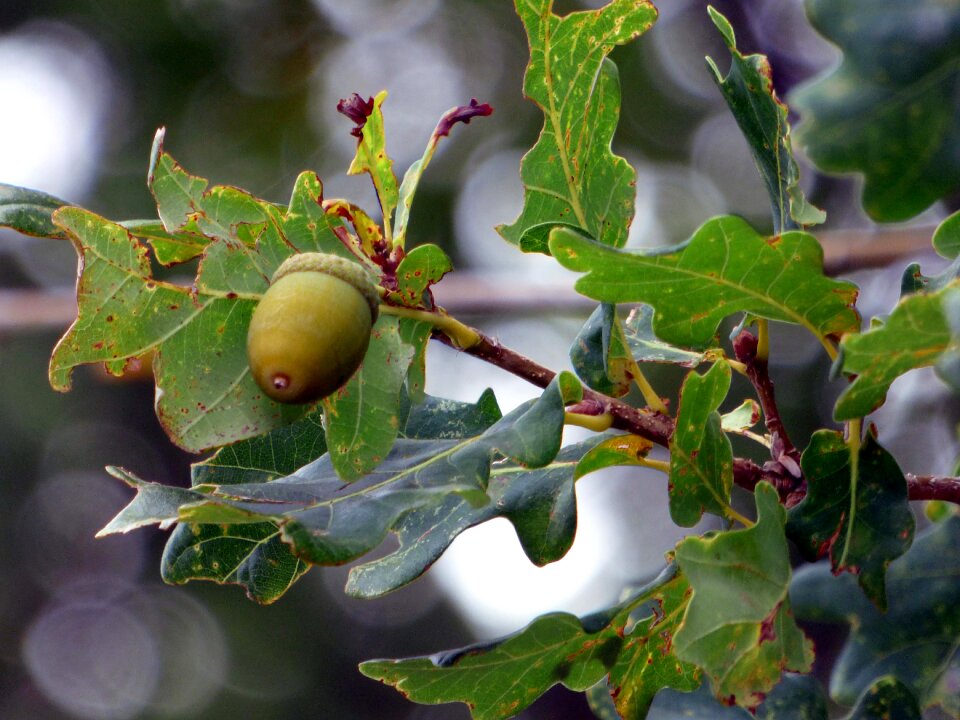 Acorns leaves nature