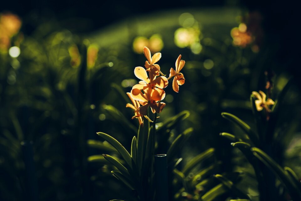 Green nature flower garden