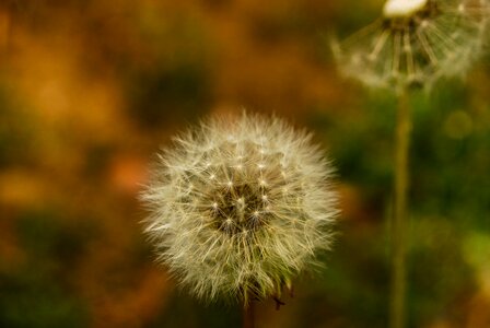 Seed nature plant