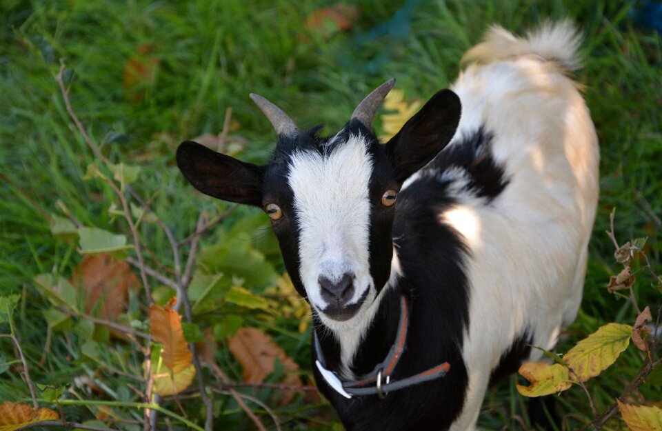 Grass female little goat