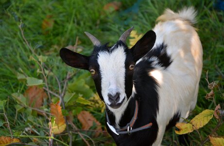 Grass female little goat photo
