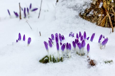 Nature cold background