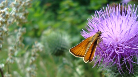 Purple flower insect