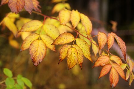 Leaves autumn leaves autumn leaf