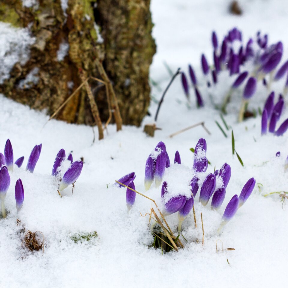 Season cold early bloomer