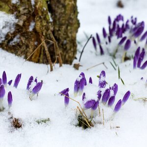 Season cold early bloomer photo