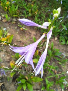 Purple flower life