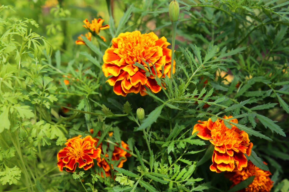 Garden flowers summer petals photo