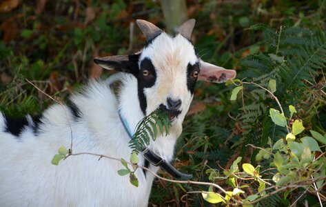 Herbivore field animal photo