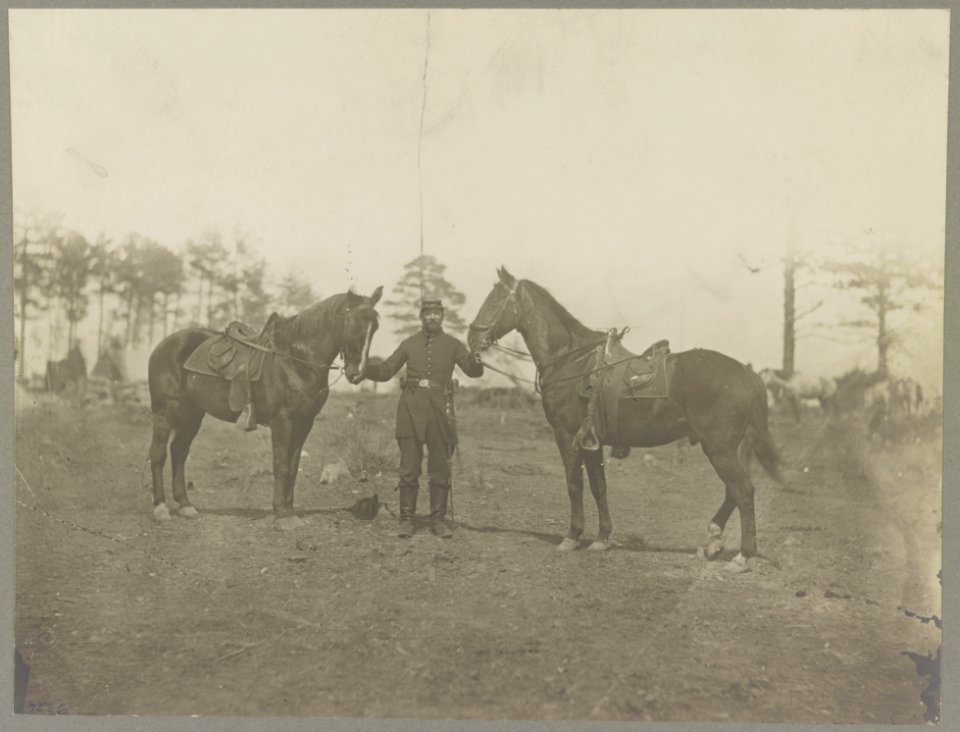 Col. Sharpe's horses, Falmouth, Va., April, 1863 LCCN2012649225