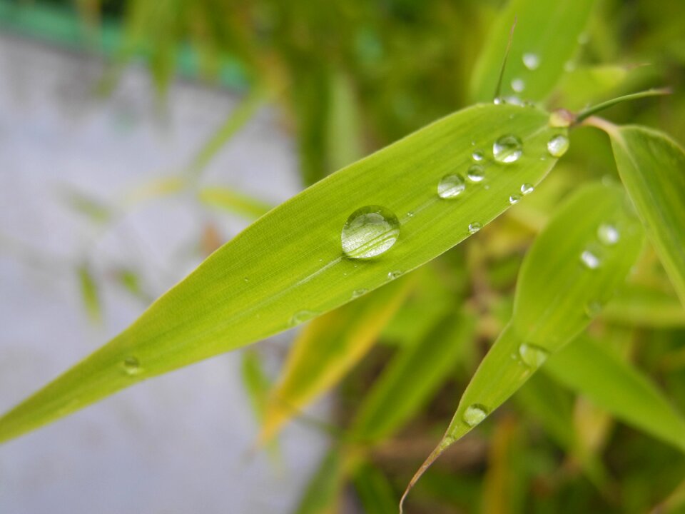 Green leaves drops of water macro