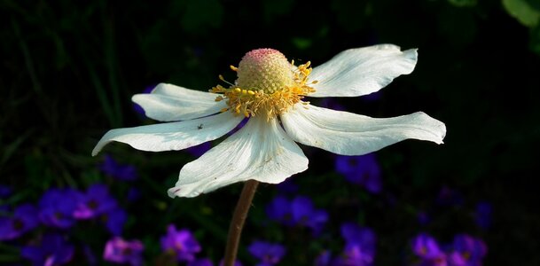 Plant summer garden