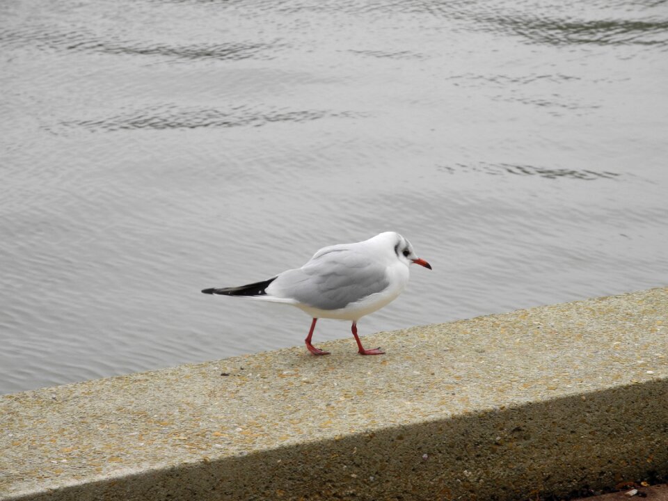 Legs red animal bird