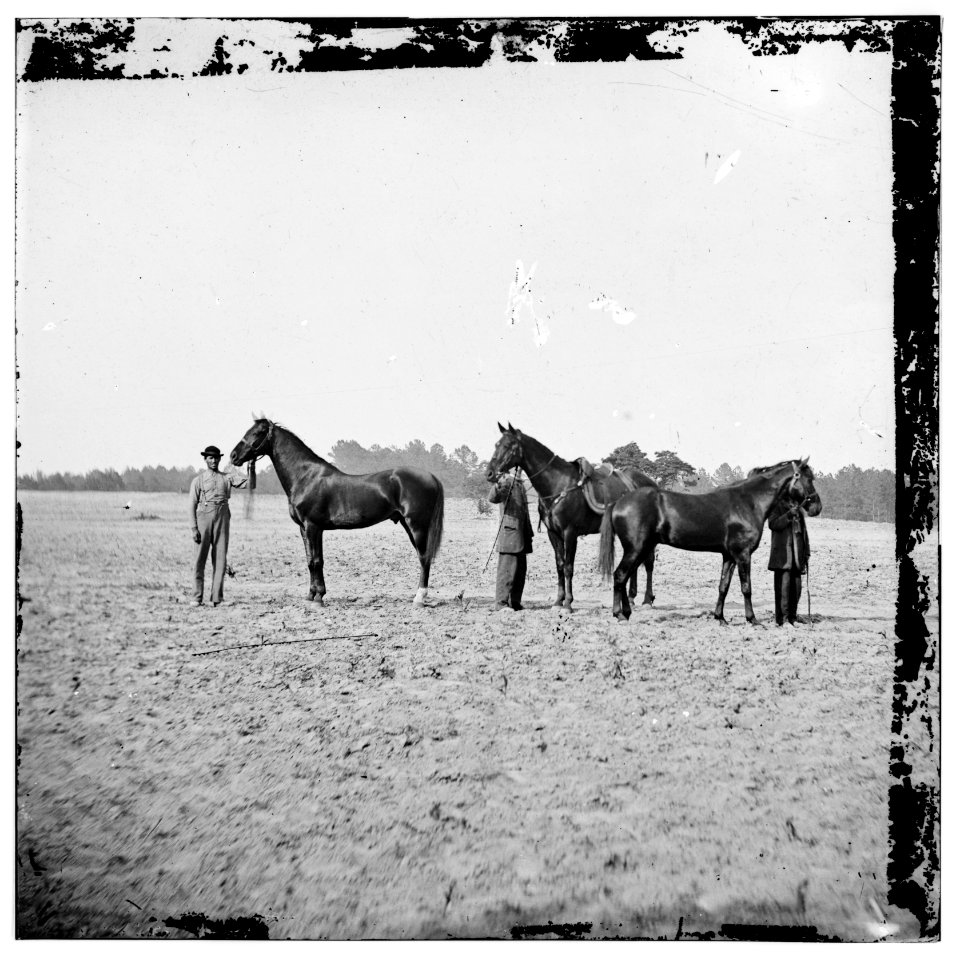 Cold Harbor, Virginia. U.S. Grant's horses- on left, EGYPT, center, CINCINNATI, right, JEFF DAVIS LOC cwpb.01696