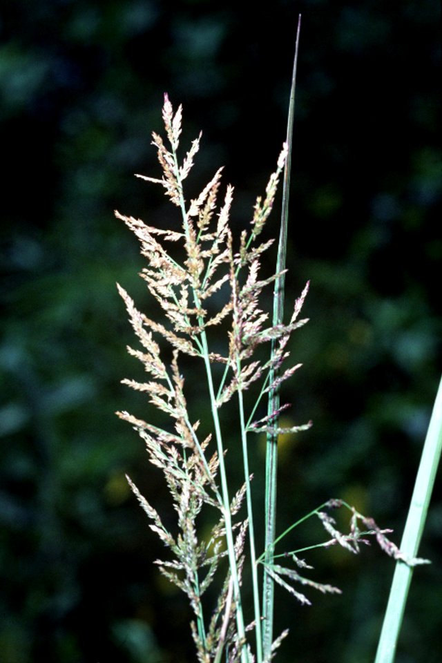 Coleataenia rigidula NRCS-1