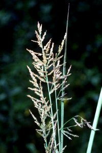Coleataenia rigidula NRCS-1