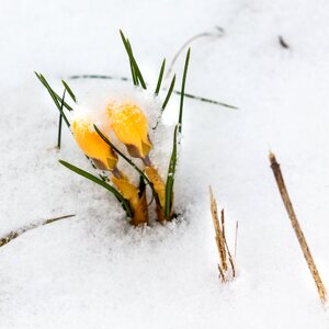Snow winter cold