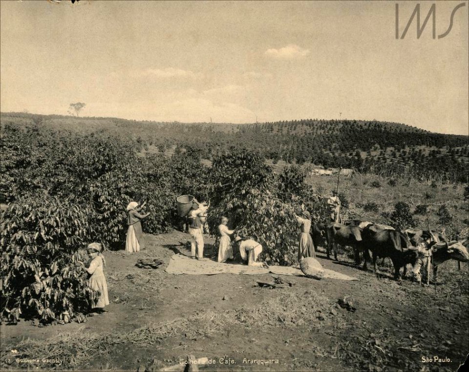 Colheita de Café - 1900