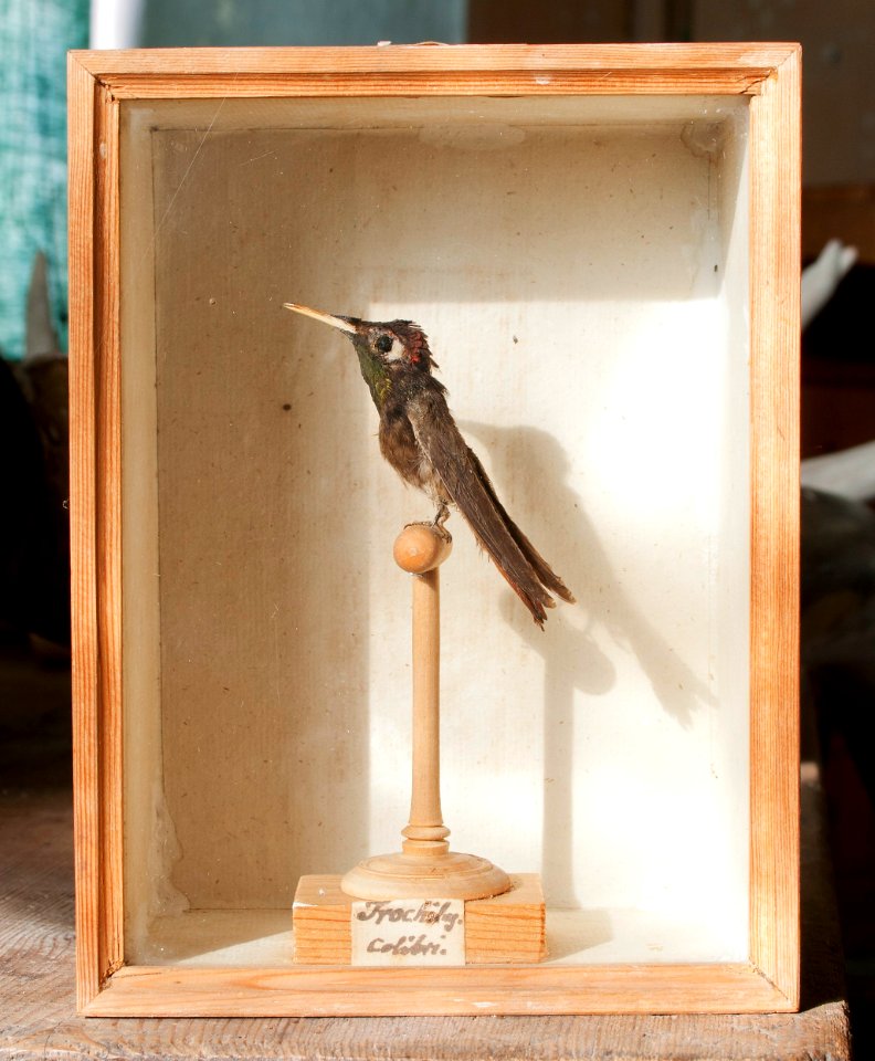 Colibri - Skoklosters slott - 95022
