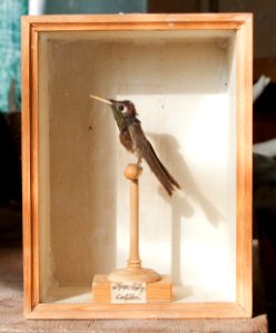 Colibri - Skoklosters slott - 95022
