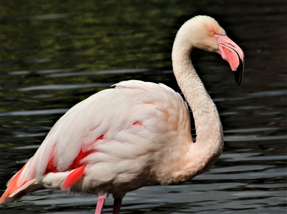 Beak nature water
