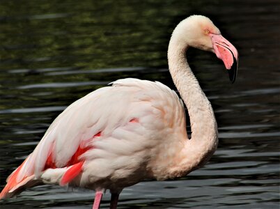 Beak nature water