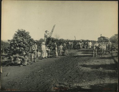 Colheita de Café