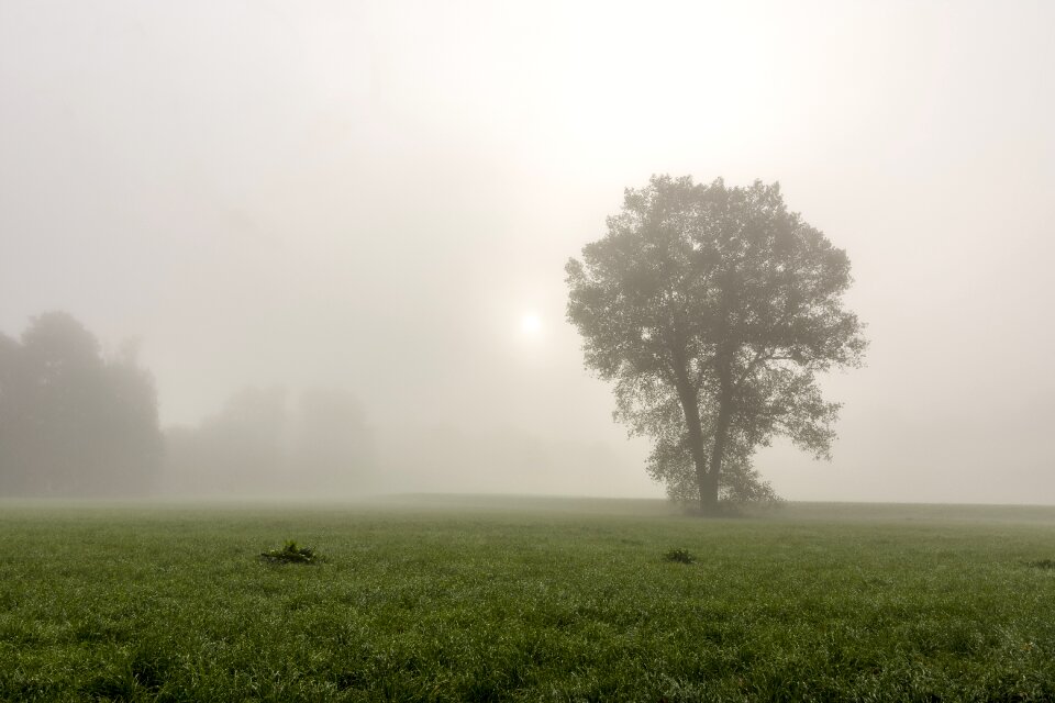 Forest nature mysterious