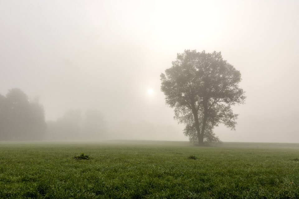 Forest nature mysterious photo